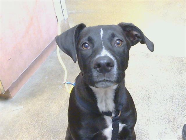 Shelter Stray Male Dog last seen WATT AVE/ELVERTA RD, ANTELOPE CA 95843, 3839 Bradshaw Rd, Sacramento, CA 95827, USA