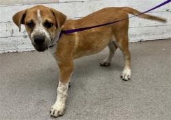 Shelter Stray Male Dog last seen GIFFORD AND CENTRAL, 333 Chandler Pl, San Bernardino, CA 92408, USA