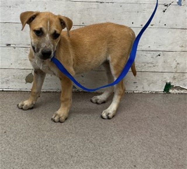 Shelter Stray Female Dog last seen GIFFORD AND CENTRAL, 333 Chandler Pl, San Bernardino, CA 92408, USA