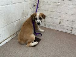 Shelter Stray Female Dog last seen GIFFORD AND CENTRAL, 333 Chandler Pl, San Bernardino, CA 92408, USA