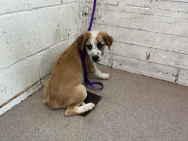 Shelter Stray Female Dog last seen GIFFORD AND CENTRAL, 333 Chandler Pl, San Bernardino, CA 92408, USA
