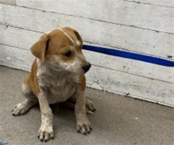 Shelter Stray Male Dog last seen GIFFORD AND CENTRAL, 333 Chandler Pl, San Bernardino, CA 92408, USA
