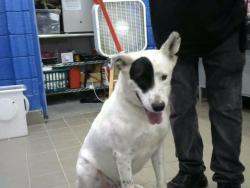 Shelter Stray Male Dog last seen , 8920 Lomas Blvd NE, Albuquerque, NM 87112, USA
