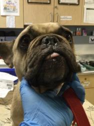 Shelter Stray Female Dog last seen PEDLEY RD. /LIMONITE AVE, 6851 Van Buren Boulevard, Jurupa Valley, CA 92509, USA