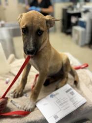 Shelter Stray Male Dog last seen Near BLOCK 24TH ST, JURUPA VALLEY, CA, 6851 Van Buren Boulevard, Jurupa Valley, CA 92509, USA