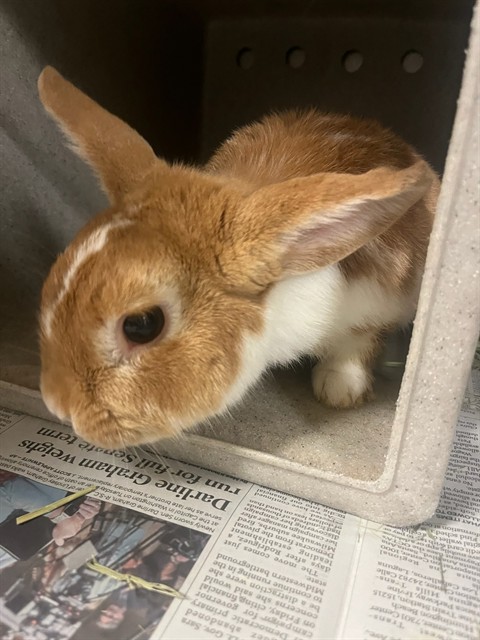 Shelter Stray Male Other last seen Near BLOCK WELLS AVE, RIVERSIDE CA 92503, 6851 Van Buren Boulevard, Jurupa Valley, CA 92509, USA