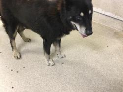 Shelter Stray Male Dog last seen Near BLOCK ERIC LN, JURUPA VALLEY, CA, 6851 Van Buren Boulevard, Jurupa Valley, CA 92509, USA