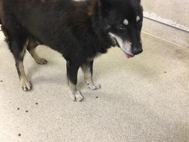 Shelter Stray Male Dog last seen Near BLOCK ERIC LN, JURUPA VALLEY, CA, 6851 Van Buren Boulevard, Jurupa Valley, CA 92509, USA