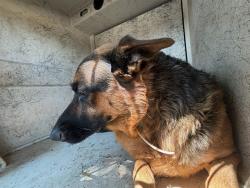 Shelter Stray Male Dog last seen Near BLOCK NE 7TH ST, OKLAHOMA CITY OK 73117, 2811 SE 29th St, Oklahoma City, OK 73129, USA