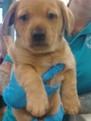 Shelter Stray Unknown Dog last seen Near BLOCK KATE AVE, 2811 SE 29th St, Oklahoma City, OK 73129, USA