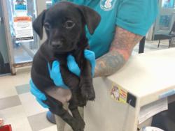 Shelter Stray Unknown Dog last seen Near BLOCK KATE AVE, 2811 SE 29th St, Oklahoma City, OK 73129, USA
