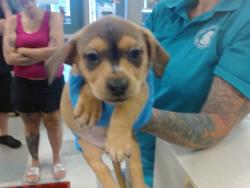 Shelter Stray Unknown Dog last seen Near BLOCK KATE AVE, 2811 SE 29th St, Oklahoma City, OK 73129, USA