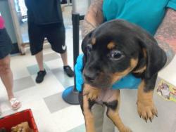 Shelter Stray Unknown Dog last seen Near BLOCK KATE AVE, 2811 SE 29th St, Oklahoma City, OK 73129, USA