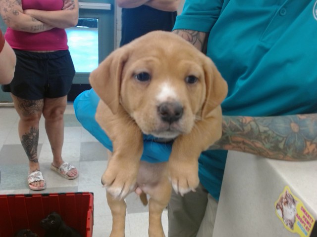 Shelter Stray Unknown Dog last seen Near BLOCK KATE AVE, 2811 SE 29th St, Oklahoma City, OK 73129, USA