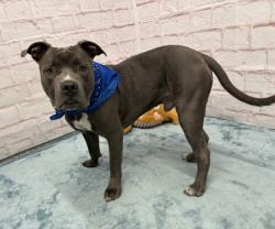 Shelter Stray Male Dog last seen Near BLOCK GLADYS ST, DETROIT MI 48210, 7401 Chrysler Dr, Detroit, MI 48211, USA