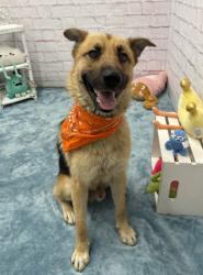 Shelter Stray Male Dog last seen Near BLOCK WESSON ST, DETROIT, MI 48210, 7401 Chrysler Dr, Detroit, MI 48211, USA