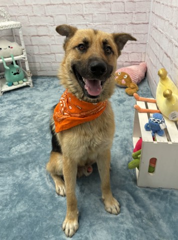 Shelter Stray Male Dog last seen Near BLOCK WESSON ST, DETROIT, MI 48210, 7401 Chrysler Dr, Detroit, MI 48211, USA