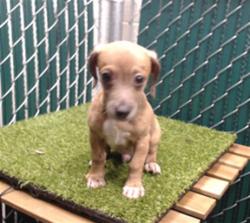 Shelter Stray Male Dog last seen , 11258 Garfield Ave, Downey, CA 90242, USA