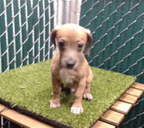 Shelter Stray Male Dog last seen , 11258 Garfield Ave, Downey, CA 90242, USA