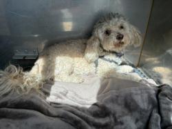 Shelter Stray Male Dog last seen , West Valley Animal Shelter, 20655 Plummer St, Chatsworth, CA 91311, USA