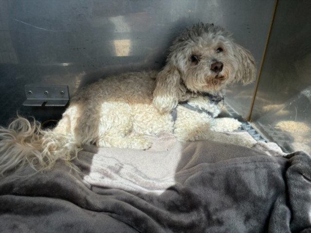 Shelter Stray Male Dog last seen , West Valley Animal Shelter, 20655 Plummer St, Chatsworth, CA 91311, USA