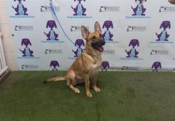 Shelter Stray Female Dog last seen , 2769 Conroy Rd, Orlando, FL 32839, USA