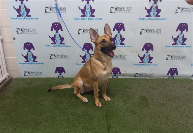 Shelter Stray Female Dog last seen , 2769 Conroy Rd, Orlando, FL 32839, USA