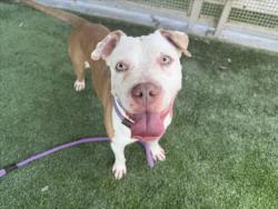 Shelter Stray Male Dog last seen , 1850 W 60th St, Los Angeles, CA 90047, USA