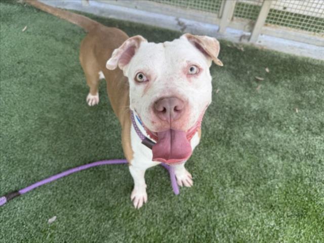 Shelter Stray Male Dog last seen , 1850 W 60th St, Los Angeles, CA 90047, USA