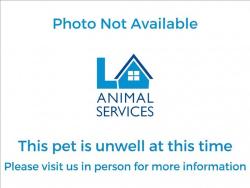 Shelter Stray Female Cat last seen , 1850 W 60th St, Los Angeles, CA 90047, USA