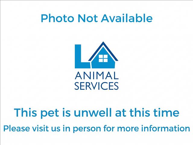 Shelter Stray Female Cat last seen , 1850 W 60th St, Los Angeles, CA 90047, USA