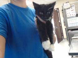 Shelter Stray Male Cat last seen Near BLOCK ARSENAL AVE, FAYETTEVILLE NC 28305, 4704 Corporation Dr, Fayetteville, NC 28306, USA