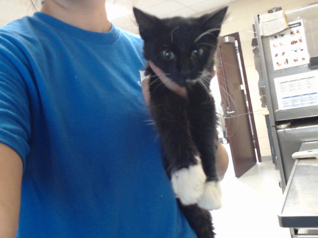Shelter Stray Male Cat last seen Near BLOCK ARSENAL AVE, FAYETTEVILLE NC 28305, 4704 Corporation Dr, Fayetteville, NC 28306, USA