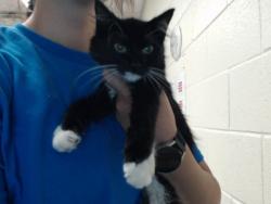 Shelter Stray Female Cat last seen Near BLOCK ARSENAL AVE, FAYETTEVILLE NC 28305, 4704 Corporation Dr, Fayetteville, NC 28306, USA