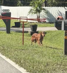 Found/Stray Unknown Dog last seen 6th st and Hewlett rd, Bithlo, FL 32820