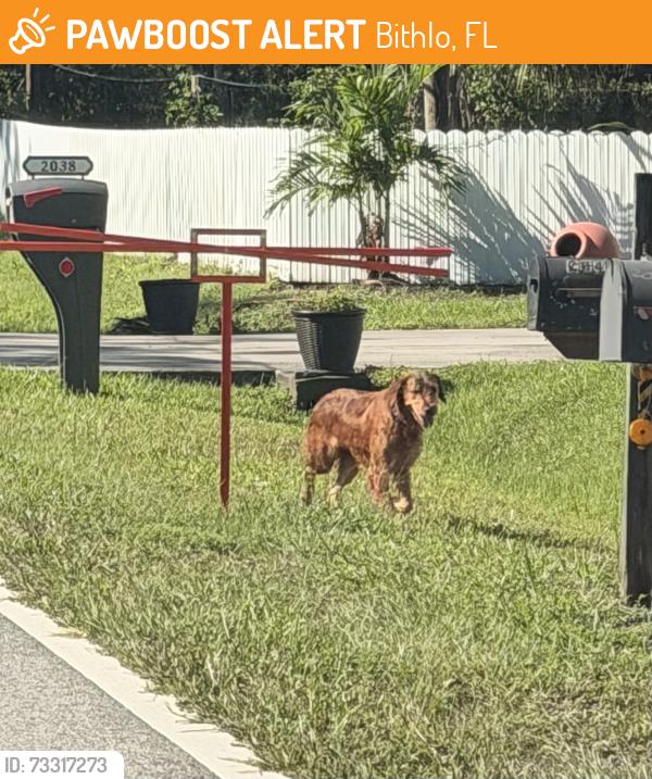 Found/Stray Unknown Dog last seen 6th st and Hewlett rd, Bithlo, FL 32820