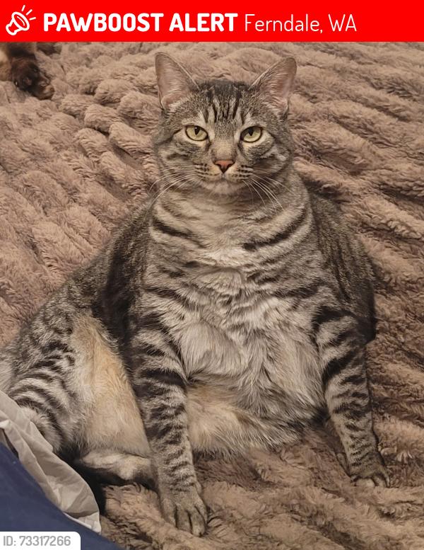Lost Female Cat last seen Brown Road Ferndale, WA, Ferndale, WA 98248