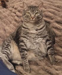 Lost Female Cat last seen Brown Road Ferndale, WA, Ferndale, WA 98248