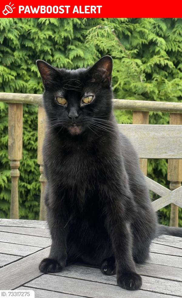 Lost Female Cat last seen North Gyle Road, Edinburgh, Scotland EH12 8EU