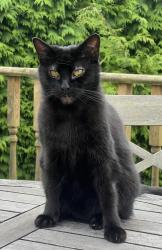 Lost Female Cat last seen North Gyle Road, Edinburgh, Scotland EH12 8EU