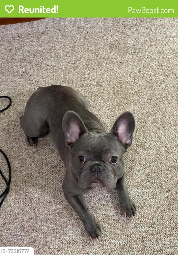 Reunited Male Dog last seen Newberry Ave and Indian Springs Dr, Green Bay, WI 54302