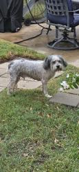 Reunited Male Dog last seen Near San Gabriel Dr, Houston, TX 77084, USA, Houston, TX 77084