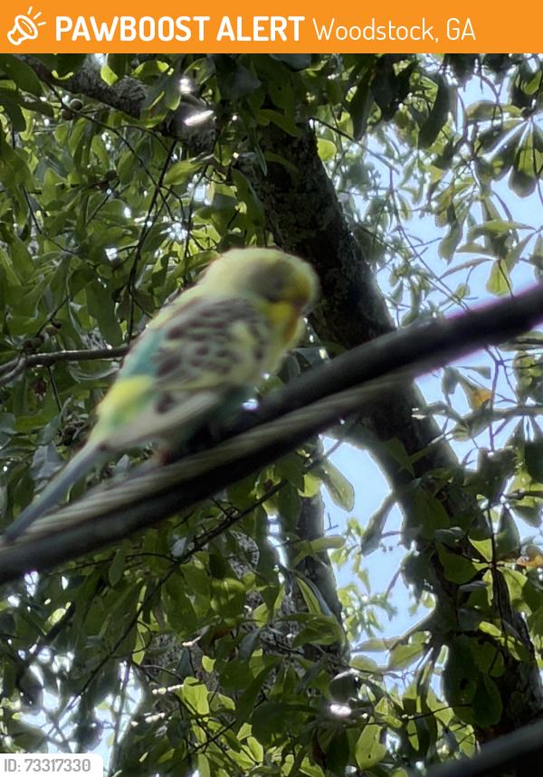 Found/Stray Unknown Bird last seen Arnold Mill Rd. Little River North Subdivision, Woodstock, GA 30188