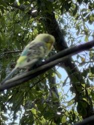 Found/Stray Unknown Bird last seen Arnold Mill Rd. Little River North Subdivision, Woodstock, GA 30188