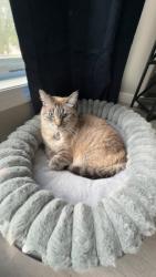 Lost Male Cat last seen near fox run middle school, Sylvan Lake, AB T4S 1Z1