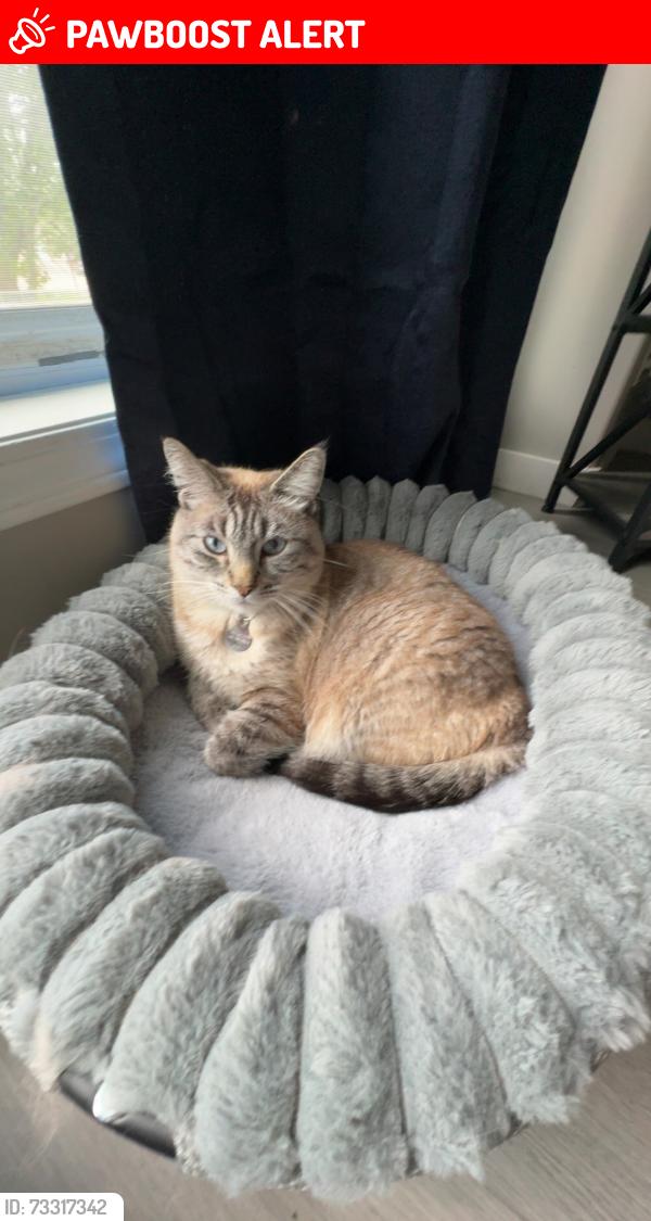 Lost Male Cat last seen near fox run middle school, Sylvan Lake, AB T4S 1Z1