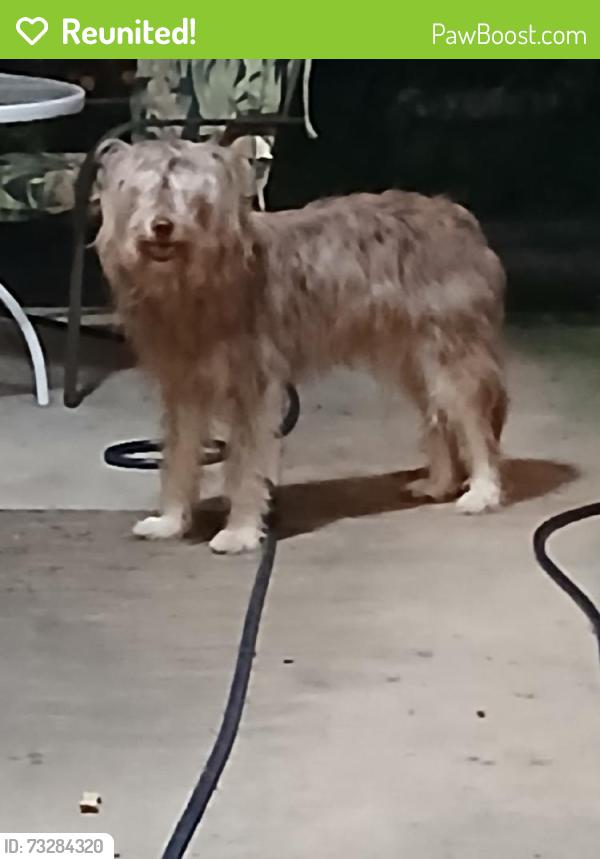 Reunited Unknown Dog last seen Near Hollytree Dr, Cincinnati, OH 45231, USA, Cincinnati, OH 45231