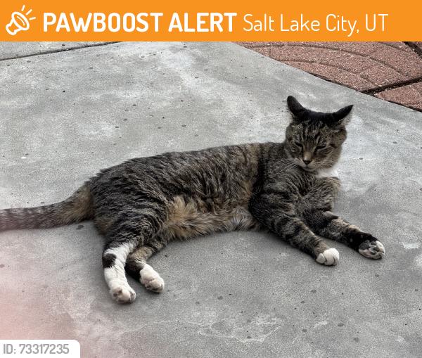 Found/Stray Unknown Cat last seen 8th avenue between F and G, Salt Lake City, UT 84103