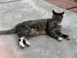 Found/Stray Unknown Cat last seen 8th avenue between F and G, Salt Lake City, UT 84103