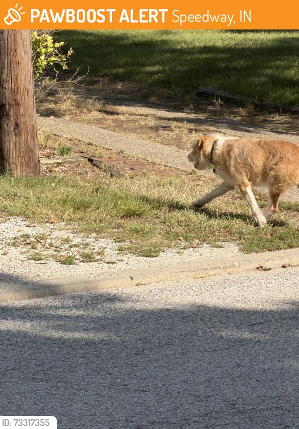 Found/Stray Unknown Dog last seen 11th and Auburn, Speedway, IN 46224